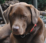Rolo