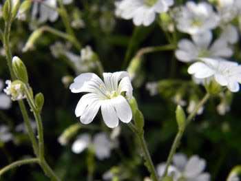 Cerastium Apuanum (Peverina delle Apuane)