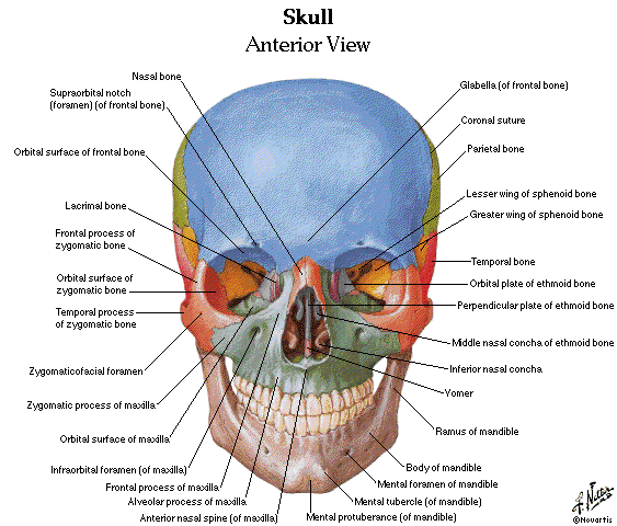 Atlas de anatomia humana basica