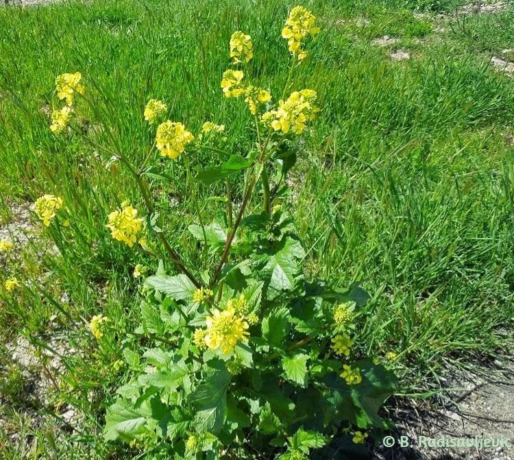 Paso Robles in Photos It's Wild Mustard Season in the North County