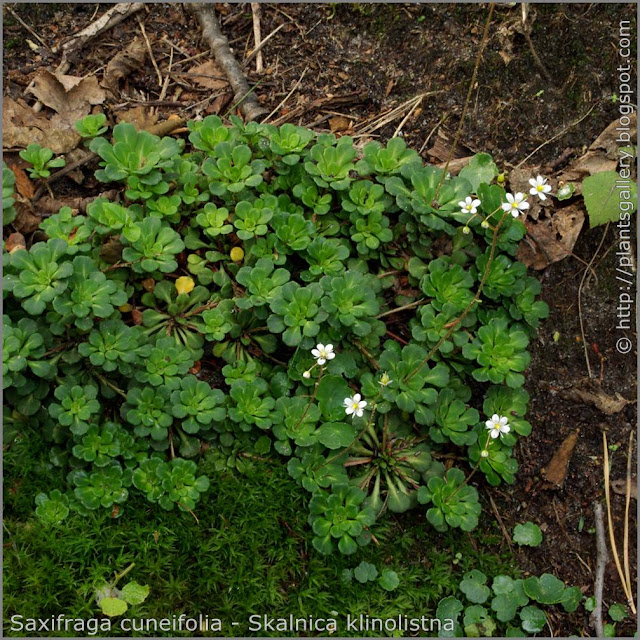 Saxifraga cuneifolia - Skalnica klinolistna