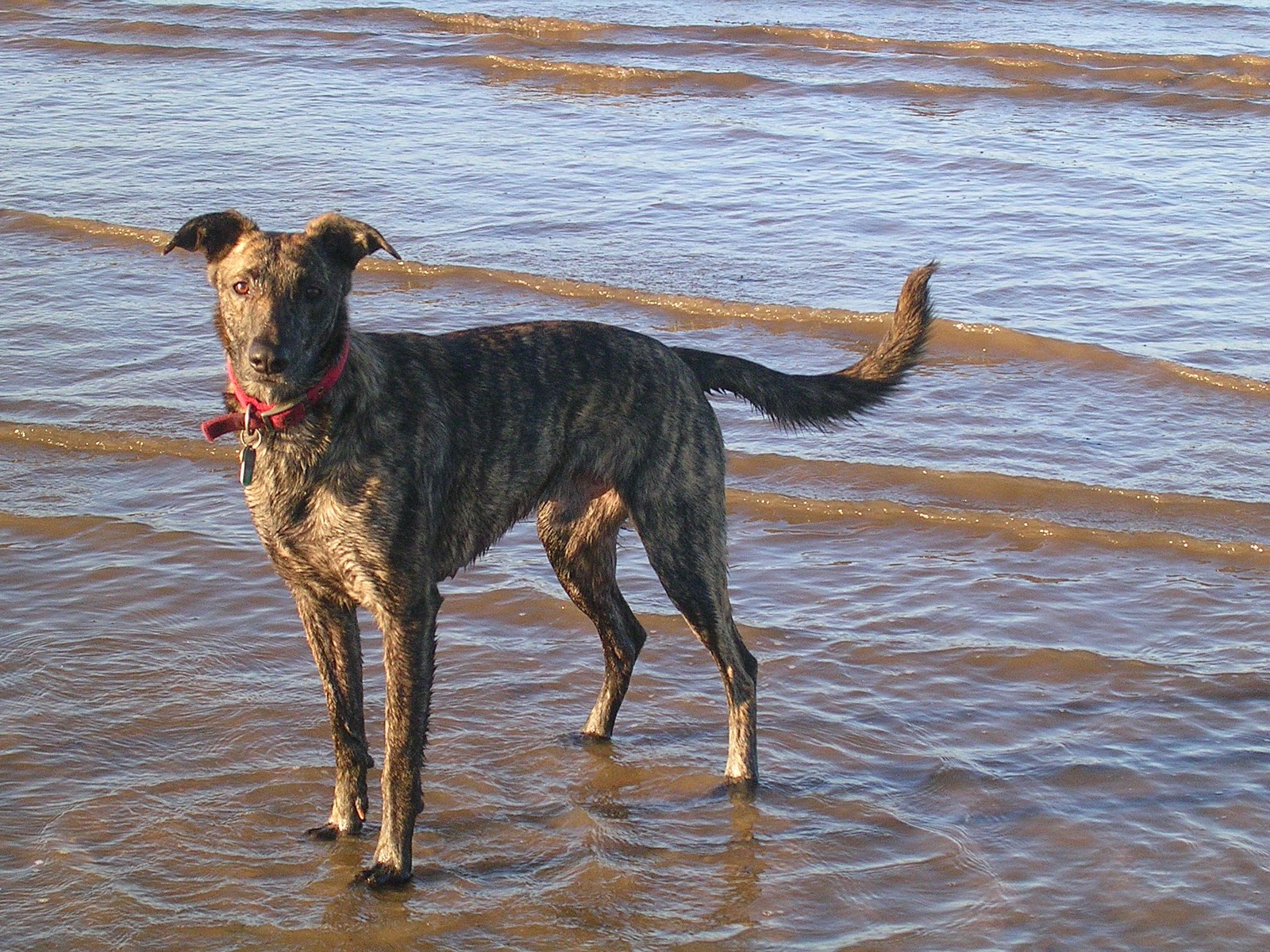 Extreme Dog Breeds Lurcher