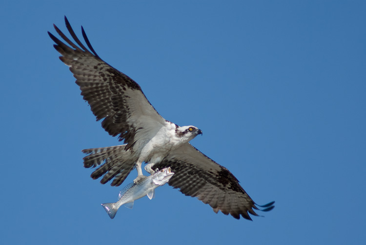 Florida Photography from a Canoe A tribute to the osprey