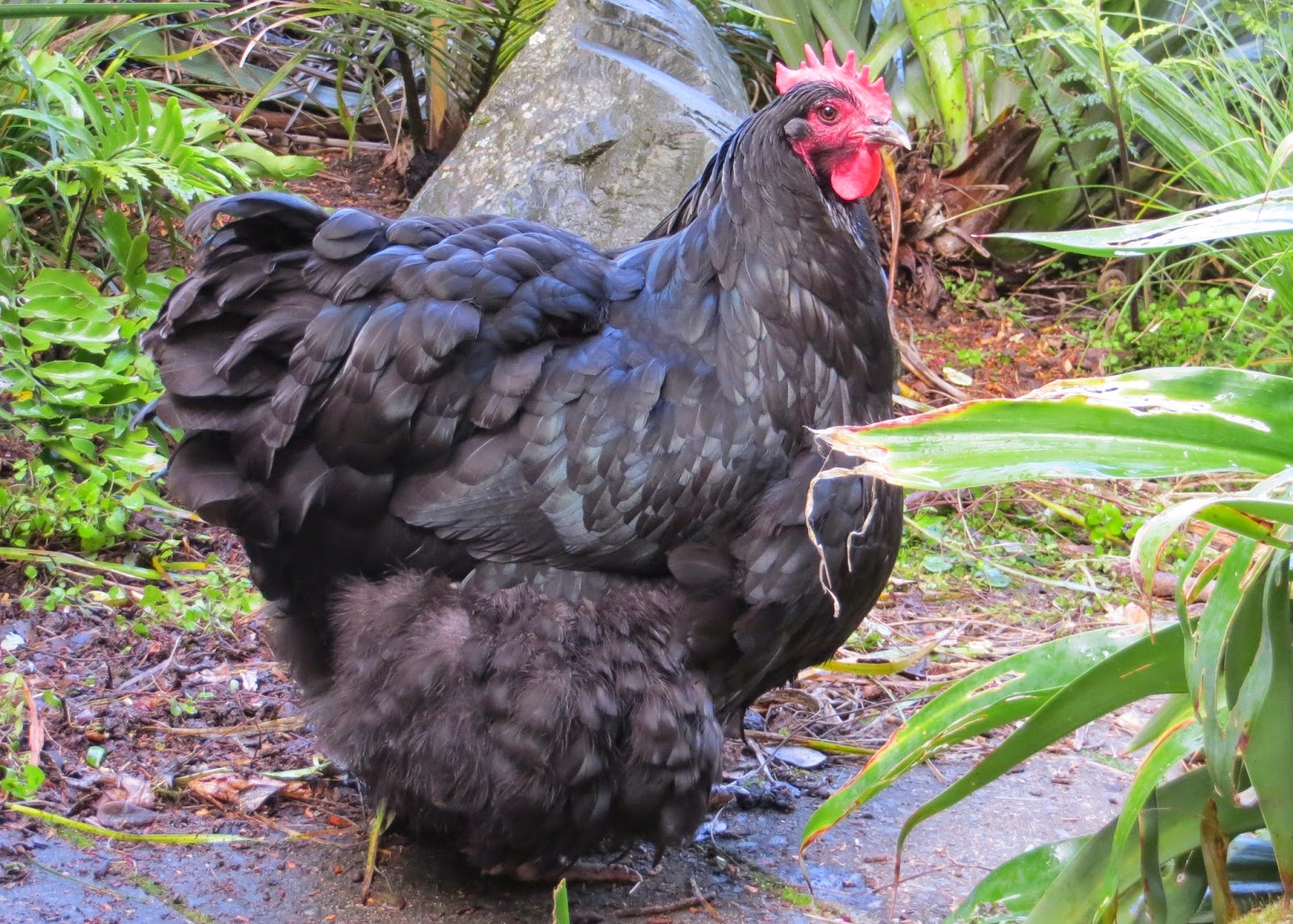 Black Orpington hen