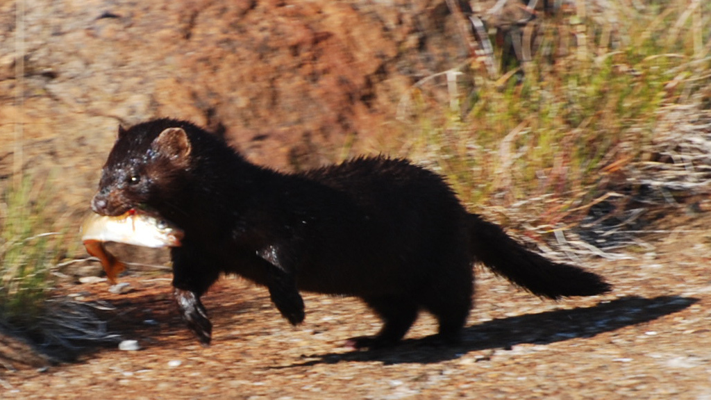 American Mink Mink Animals