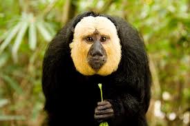 White Faced Saki Monkey Pets Cute And Docile