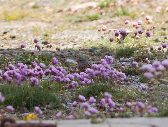 Cretzschmar's Bunting - Bardsey Island, Wales