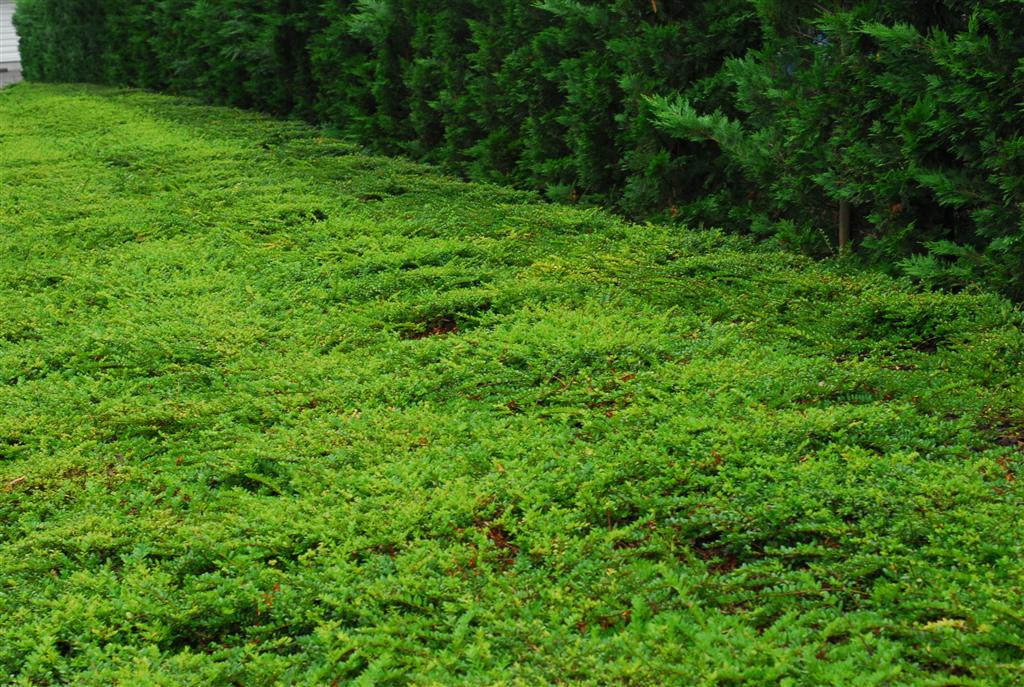 Mediterranean Gardens Mediterranean climate lawns and groundcovers