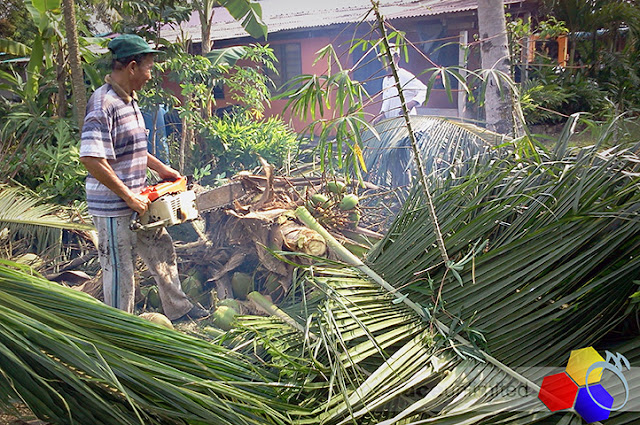 mknace unlimited | lagi pokok kelapa kena tumbang