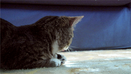a purrrrrrrrrrfect cat blog black cat light novel