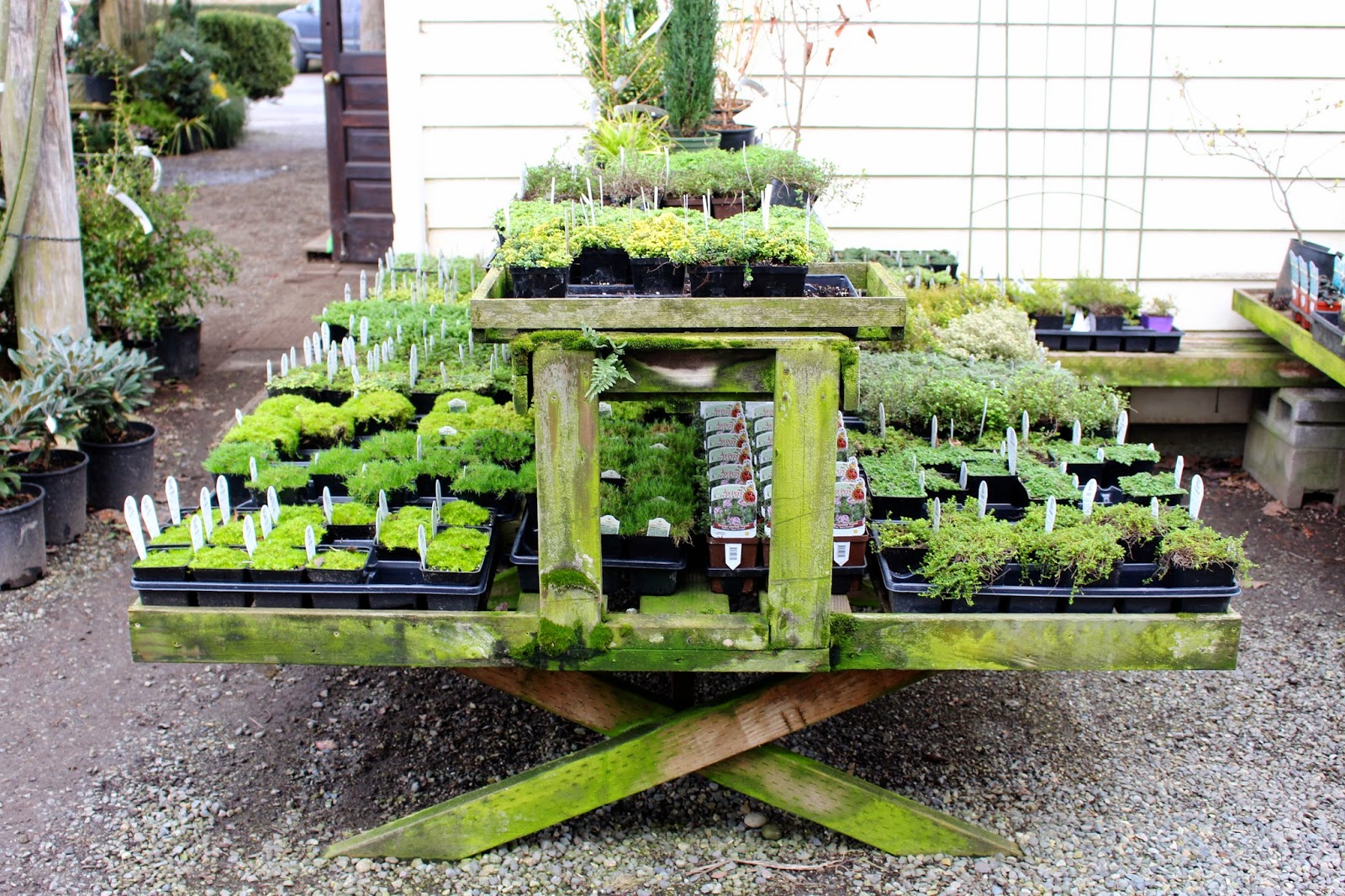 Rooted In Thyme Christianson's Nursery in Mt. Vernon, Washington and Simple & Sweet Fridays 157