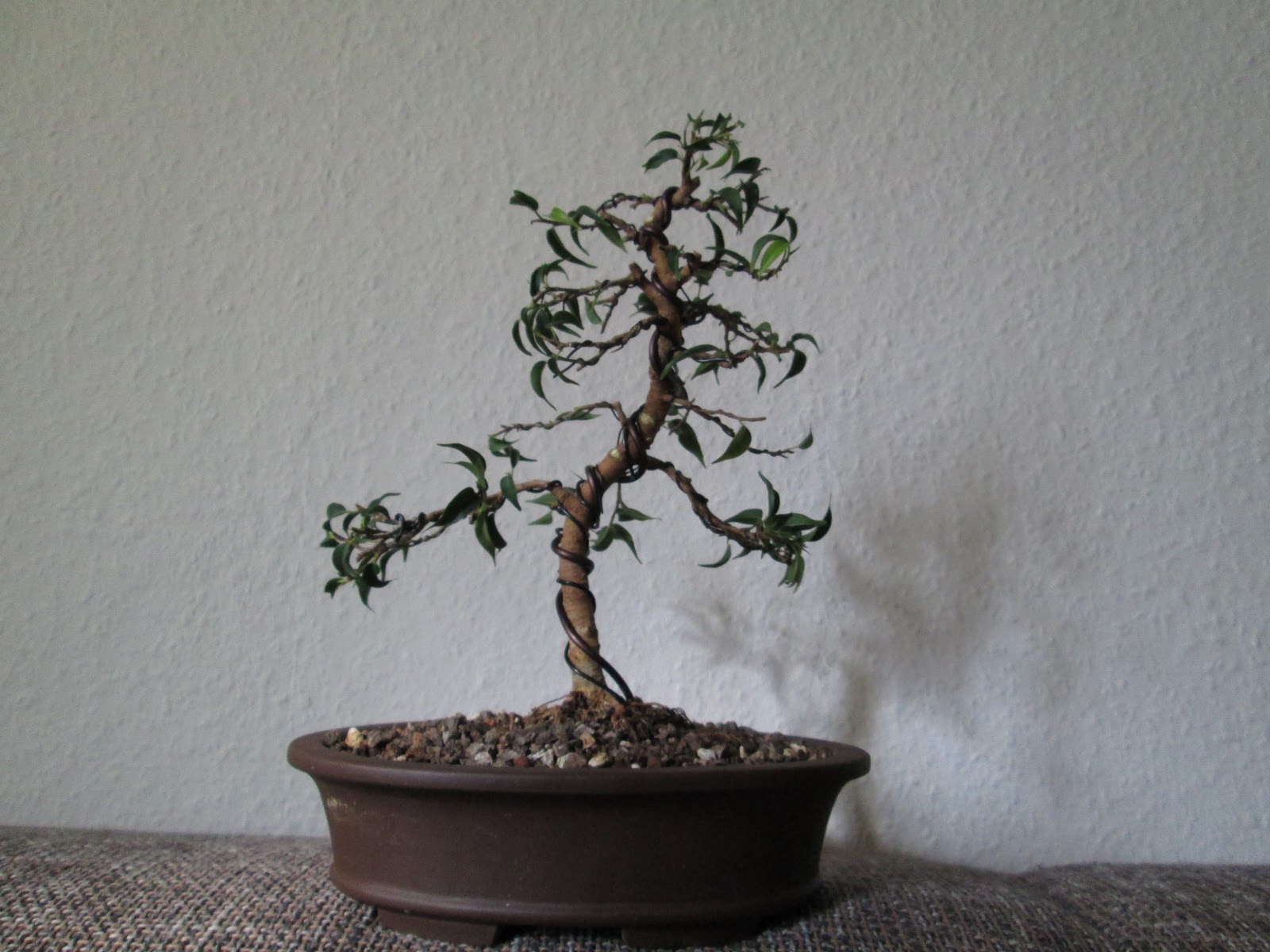  Bonsai 盆栽 Neugestaltung einer Birkenfeige (Ficus benjamina