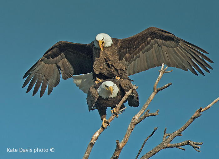 Raptor Blog March 2013
