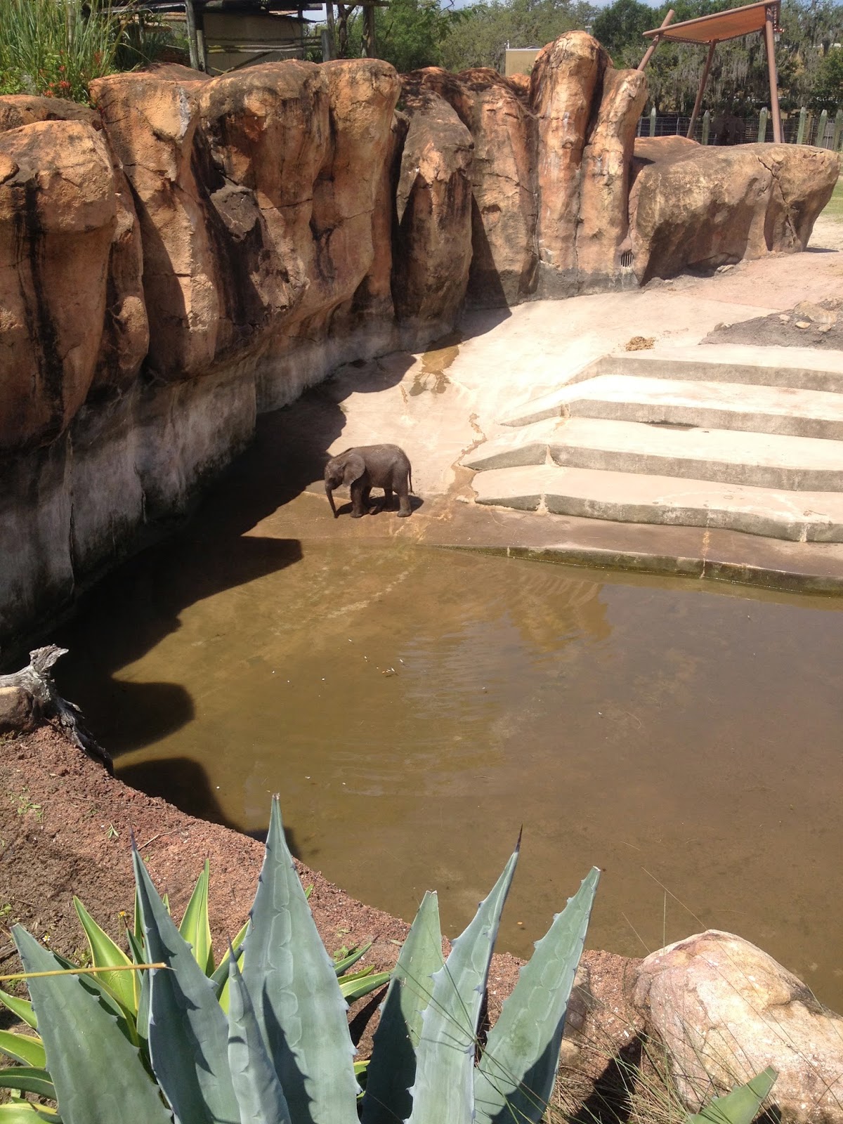 ZooZooReview Lowry Park Zoo (Update)