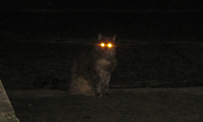 German Village neighborcat 5