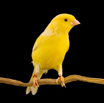 Canary bird | Facts About All