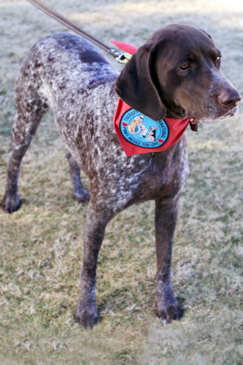 german shorthaired pointer service dog