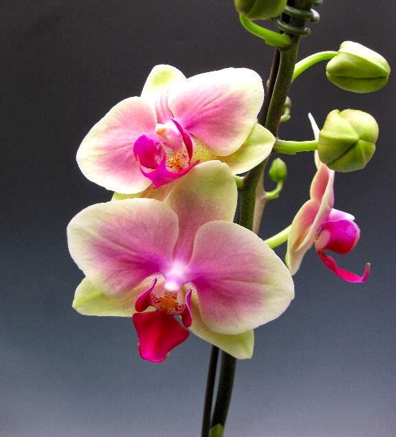 Mother's Day Orchid Flowers Orchidaceous! Orchid Blog
