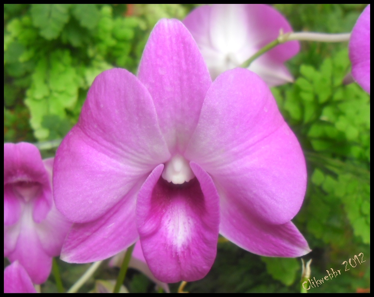 fotos de flores orquideas - Orquídeas, tulipas e outras flores Imagens de Flores