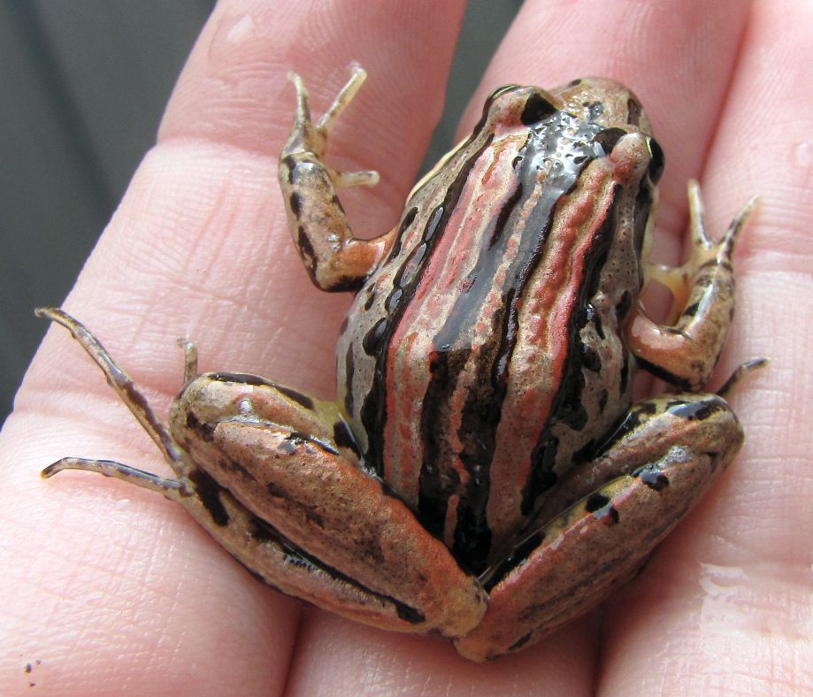 krafty panda What do you call a group of frogs?