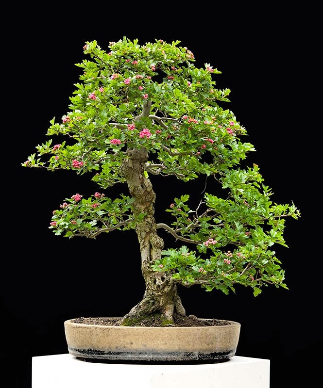 Walter Pall Bonsai Adventures Japanese hawthorn for sale or trade
