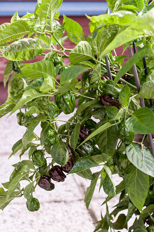 Chocolate habanero plant left close