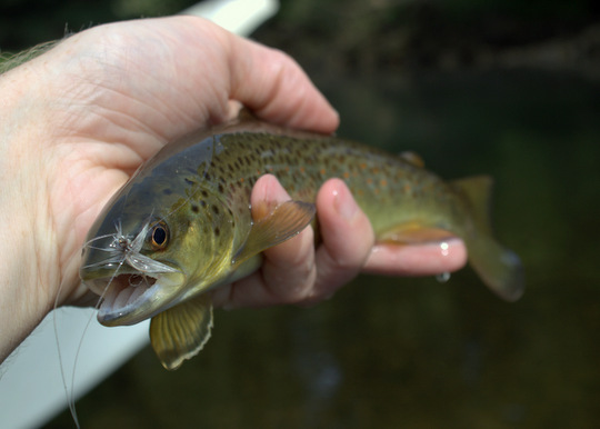Caney Fork brown trout on a dry fly