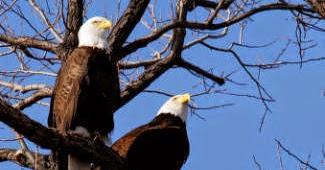 Endangered New Jersey: Tracking NJ Bald Eagles on Their Journeys