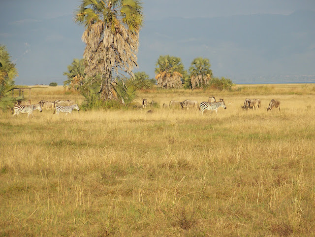  Maramboi Tented camp Lake Manyara