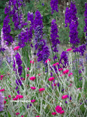 ROSE CAMPION