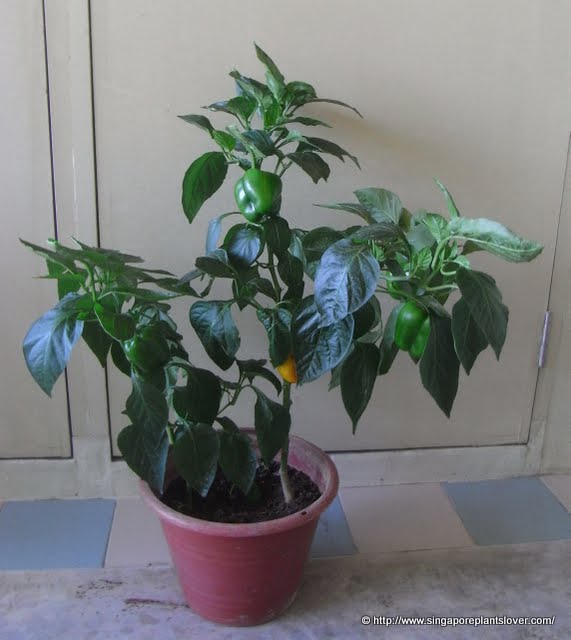 Singapore Plants Lover Potted pepper