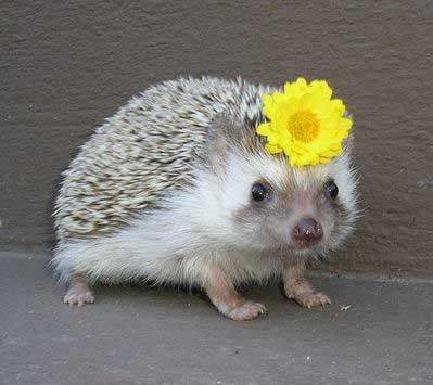 Hedgehogs Love