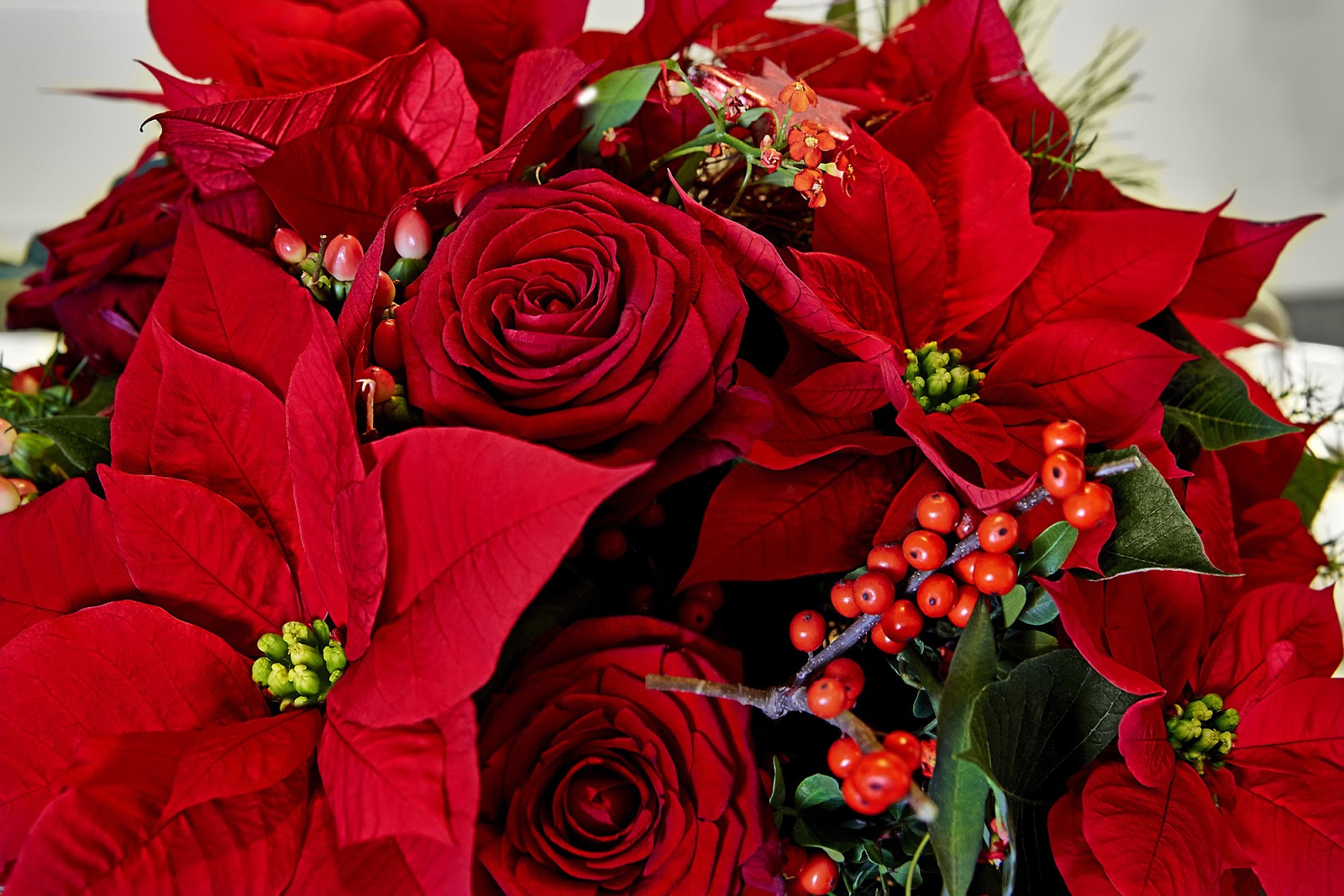 How To Care For Your Poinsettia - THE Christmas Plant - Mother Distracted