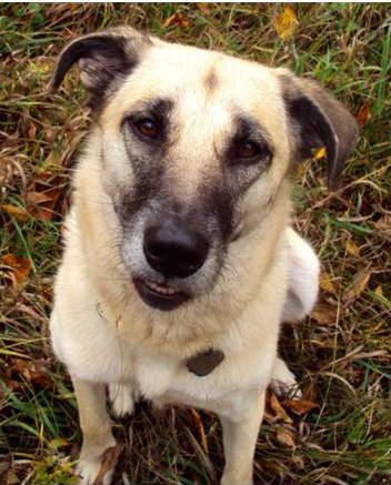 How To Ensure Good Dental Hygiene For Dogs How To Ensure Good Dental Hygiene For Dogs