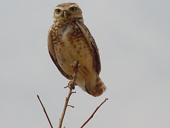 A coruja da caatinga