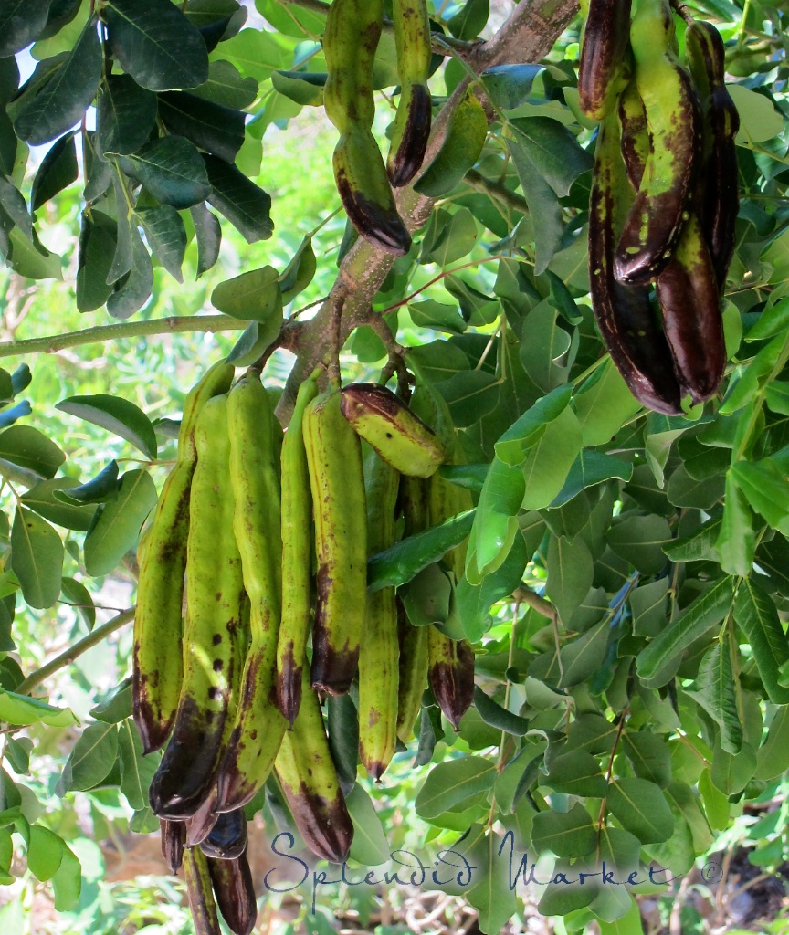 SPLENDID MARKET beneath the Carob tree...