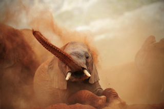 elephant crying in hot desert