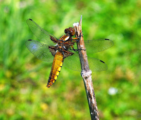 Broad-bodied Chaser female