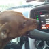 VIDEO: Δείτε έναν σκύλο να οδηγεί!