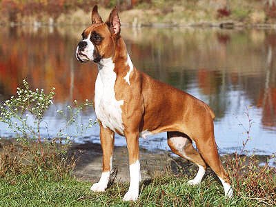 Boxer Dog Photos