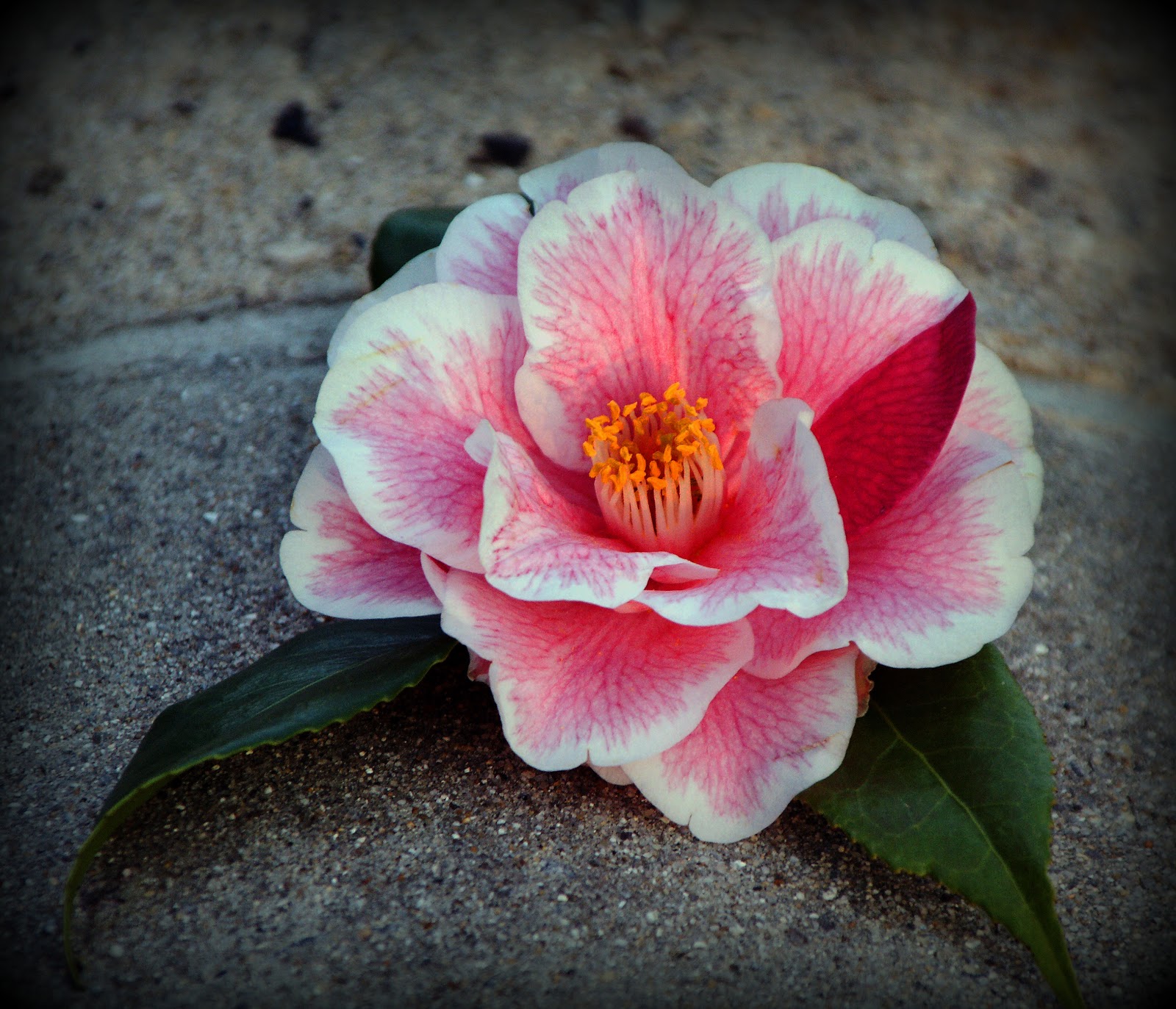 Gardening in the Heart of Virginia Camellias How to Grow Them