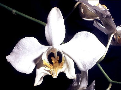 Tumbuhan Berbiji Tertutup (Angiospermae) Ciriciri