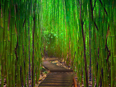 Bamboo Full HD Nature Background Wallpapers Widescreen