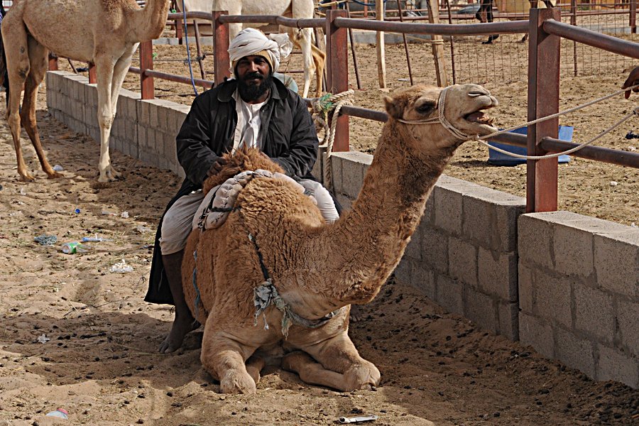 Birds of Saudi Arabia: Al Qassim Camel Market – Al Hassa