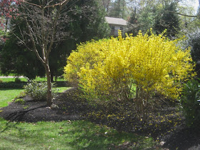 Yard And Garden Secrets About Flowering Shrub Forsythia