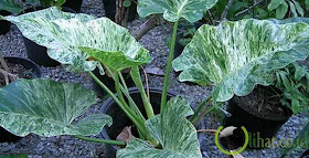 Phillodendrum Marbel Varigatha Phillodendrum Marbel Varigatha