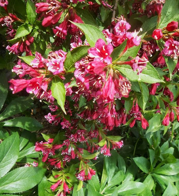 Easy Care Perennial Dark Horse Weigela Garden Up Green