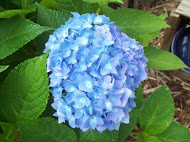 HYDRANGEA