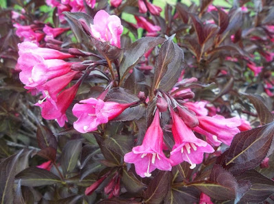 Future Plants By Randy Stewart Weigela