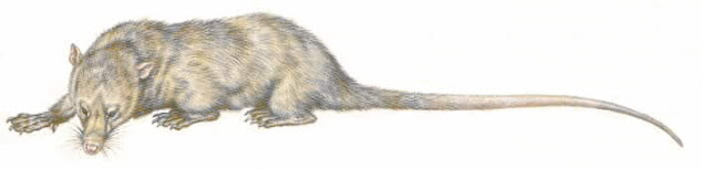 mamiferos del paleoceno Palaeoryctes